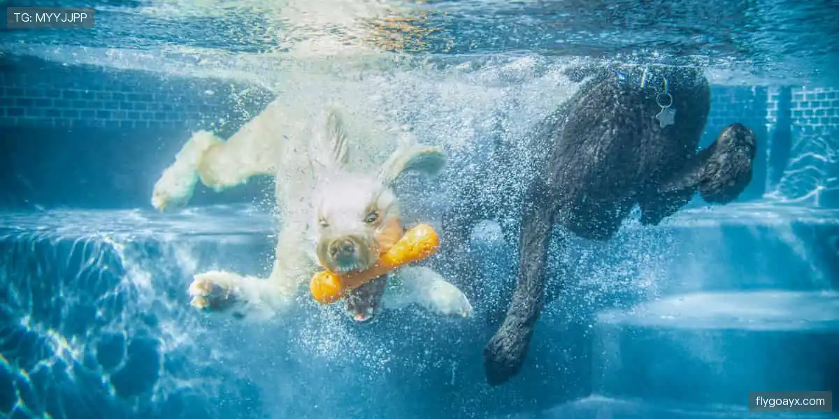 🏀团队协作，每一球都全力以赴！立即加入，点燃你的主场激情🔥